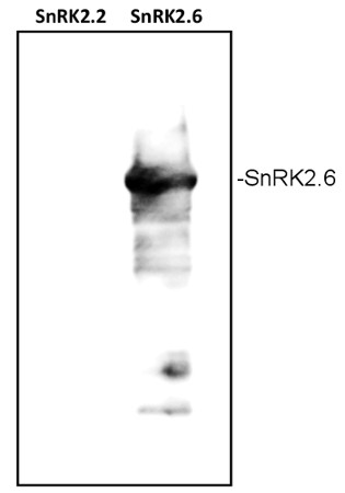 western blot using anti-SRK2E antibodies
